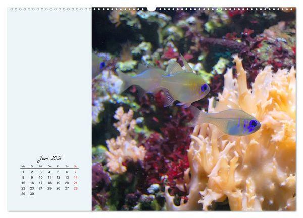 Produktbild: Salzwasseraquarium. Meeresfische im heimischen Wohnzimmer (hochwertiger Premium Wandkalender 2026 DIN A2 quer), Kunstdruck in Hochglanz