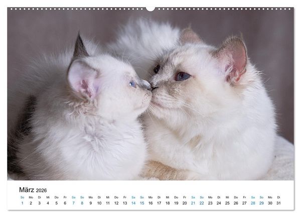 Produktbild: Heilige Birma Kitten - ein Traum auf wei&szlig;en Pf&ouml;tchen (hochwertiger Premium Wandkalender 2026 DIN A2 quer), Kunstdruck in Hochglanz