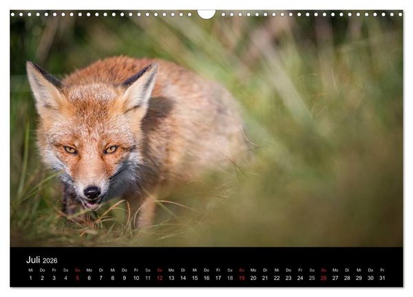 Produktbild: Rotf&uuml;chse (Wandkalender 2026 DIN A3 quer), CALVENDO Monatskalender