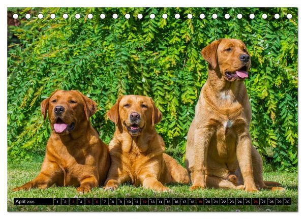 Produktbild: Labrador Retriever - ein Herz auf 4 Pfoten (Tischkalender 2026 DIN A5 quer), CALVENDO Monatskalender