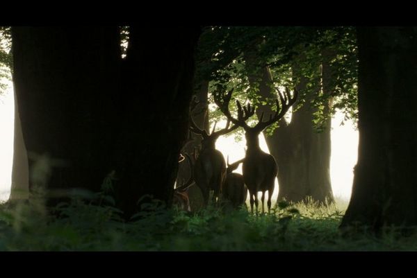 Produktbild: Auf der Jagd - Wem geh&ouml;rt die Natur?