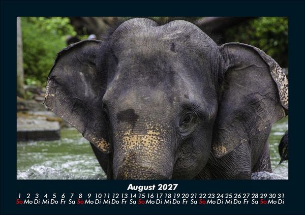Produktbild: Elefanten 2027 Fotokalender DIN A5