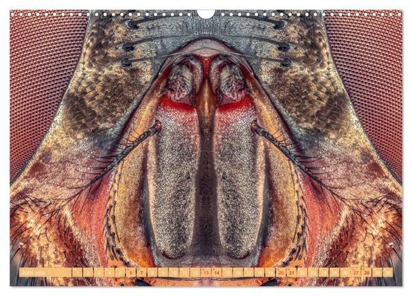 Produktbild: Extreme Makroaufnahmen - Insekten so nah wie nie (Wandkalender 2026 DIN A3 quer), CALVENDO Monatskalender
