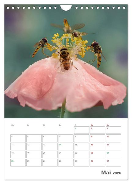 Produktbild: Helden in der Natur (Wandkalender 2026 DIN A4 hoch), CALVENDO Monatskalender