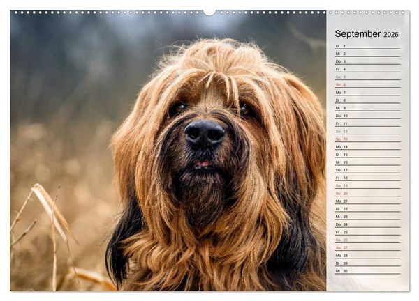 Produktbild: Der Briard 2026 - Ein echter Charmeur (hochwertiger Premium Wandkalender 2026 DIN A2 quer), Kunstdruck in Hochglanz