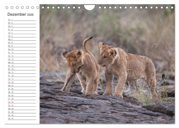 Produktbild: Emotionale Momente: L&ouml;wenbabys - so s&uuml;&szlig;. (Wandkalender 2026 DIN A4 quer), CALVENDO Monatskalender