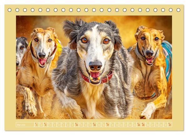 Produktbild: Windhunde. Seelenfl&uuml;sterer zwischen Anmut, Tempo und Stille (Tischkalender 2026 DIN A5 quer), CALVENDO Monatskalender