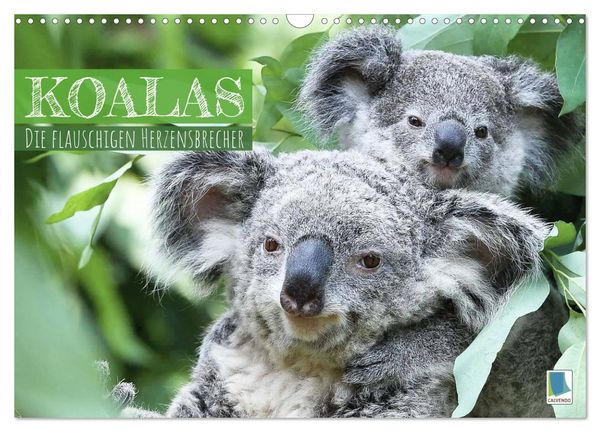 Koalas: die flauschigen Herzensbrecher (Wandkalender 2026 DIN A3 quer), CALVENDO Monatskalender