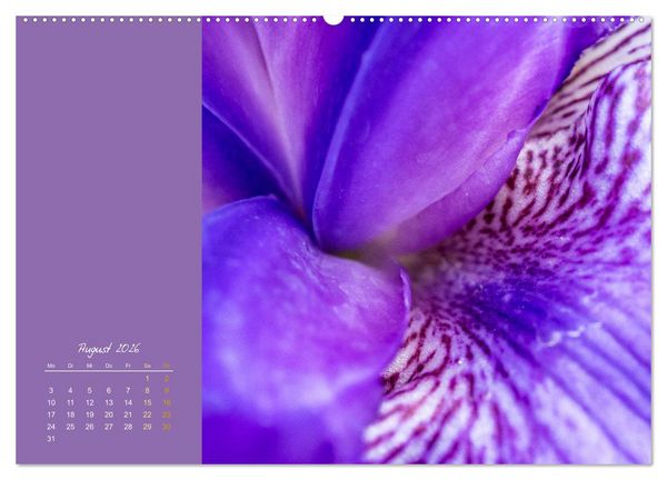Produktbild: Bl&uuml;tenstil (Wandkalender 2026 DIN A2 quer), CALVENDO Monatskalender