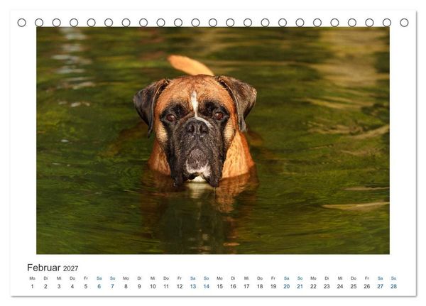 Produktbild: Deutscher Boxer - Boxer im Wasser 2027 (Tischkalender 2027 DIN A5 quer), CALVENDO Monatskalender