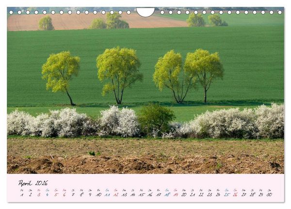 Produktbild: Wald und Baum 2026 (Wandkalender 2026 DIN A4 quer), CALVENDO Monatskalender