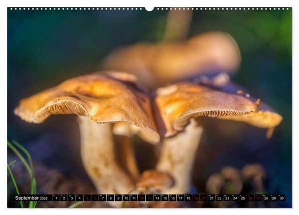 Produktbild: Im Th&uuml;ringer Wald (Wandkalender 2026 DIN A2 quer), CALVENDO Monatskalender