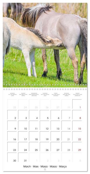 Produktbild: Konik horses (Wall Calendar 2026 12 &times; 12 Inch) CALVENDO 12 Month Wall Calendar