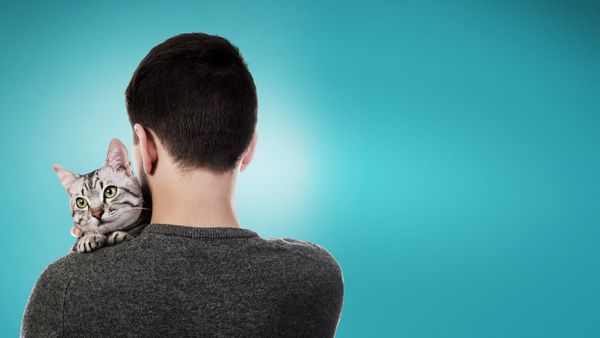 Produktbild: Cat Daddies - Freunde f&uuml;r sieben Leben