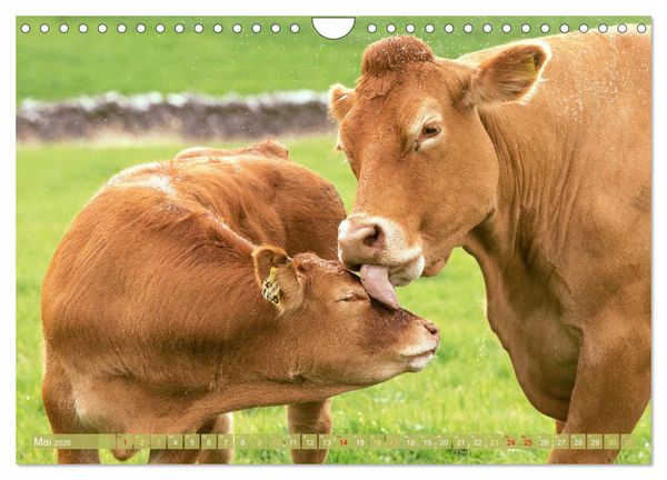 Produktbild: Kuh-Idylle: Suchen Sie die Ruhe in der Natur? (Wandkalender 2026 DIN A4 quer), CALVENDO Monatskalender