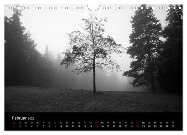 Produktbild: B&auml;ume trees 2026 (Wandkalender 2026 DIN A4 quer), CALVENDO Monatskalender