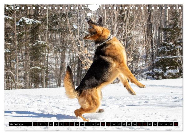Produktbild: MIRA - PUISSANCE ET &Eacute;L&Eacute;GANCE (Calendrier mural 2026 DIN A4 vertical), CALVENDO calendrier mensuel