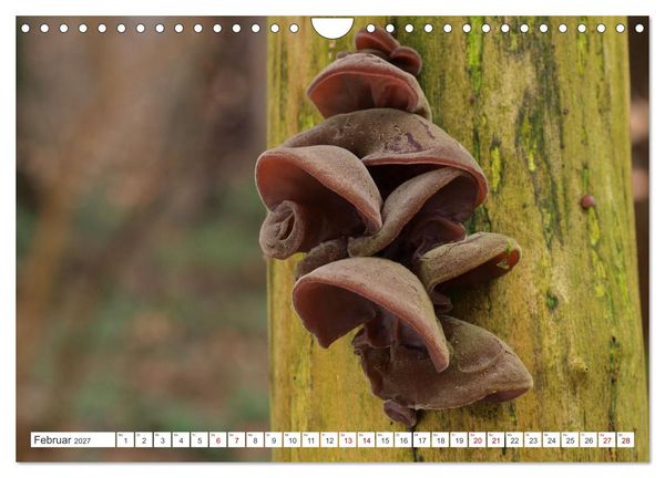Produktbild: Pilze finden - das ganze Jahr! (Wandkalender 2027 DIN A4 quer), CALVENDO Monatskalender