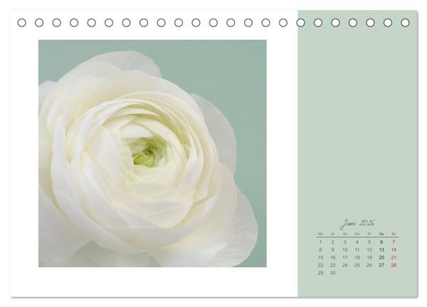 Produktbild: Bl&uuml;tentr&auml;ume (Tischkalender 2026 DIN A5 quer), CALVENDO Monatskalender