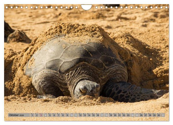 Produktbild: Kauai - Einmal Paradies und zur&uuml;ck (Wandkalender 2026 DIN A4 quer), CALVENDO Monatskalender