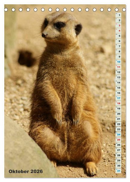 Produktbild: Erdm&auml;nnchen-Meerkats-Surikate (Tischkalender 2026 DIN A5 hoch), CALVENDO Monatskalender