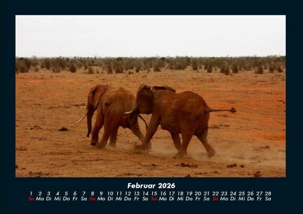 Produktbild: Elefanten - Die sanften Riesen Afrikas 2026 Fotokalender DIN A4