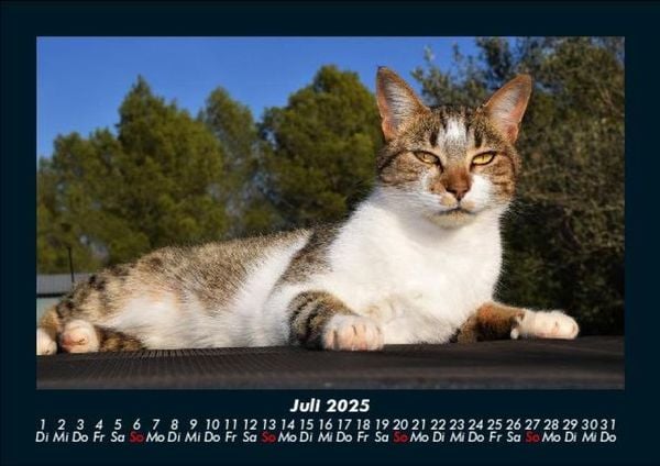 Produktbild: F&uuml;r Katzenfreunde 2025 Fotokalender DIN A5