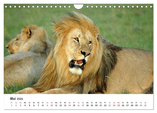 Produktbild: L&ouml;wen Impressionen (Wandkalender 2026 DIN A4 quer), CALVENDO Monatskalender
