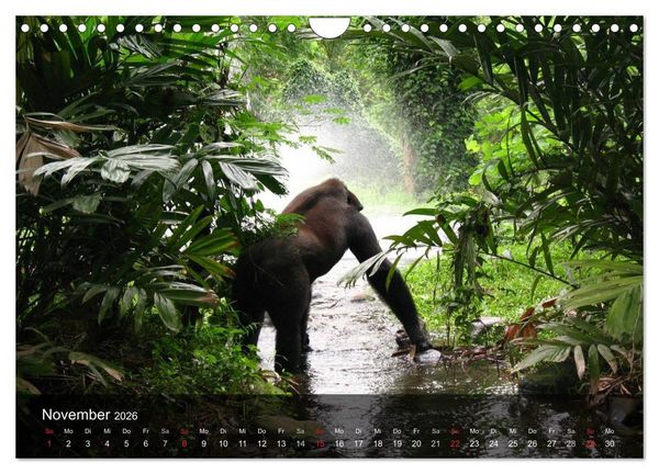 Produktbild: Gorillas. Friedliebende Kraftpakete (Wandkalender 2026 DIN A4 quer), CALVENDO Monatskalender