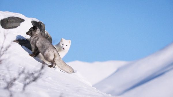 Produktbild: Die Abenteuer von Kina & Yuk - Zwei Polarf&uuml;chse entdecken die Welt