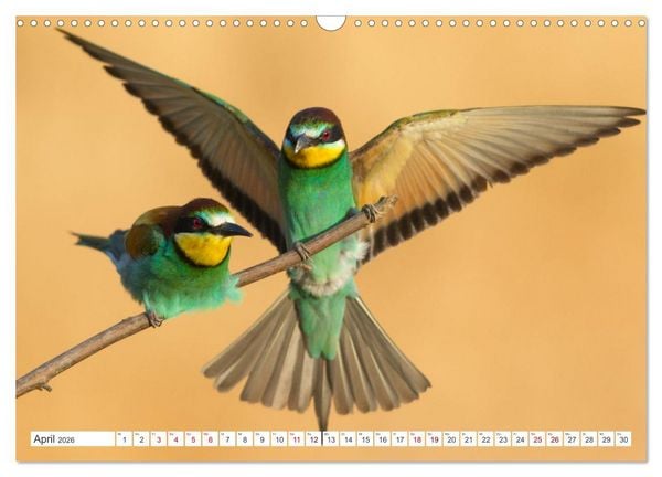 Produktbild: Bunte Flieger (Wandkalender 2026 DIN A3 quer), CALVENDO Monatskalender