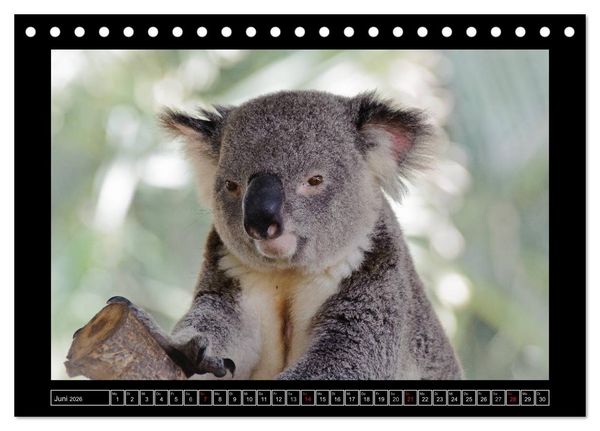 Produktbild: Australia Wildlife (Tischkalender 2026 DIN A5 quer), CALVENDO Monatskalender