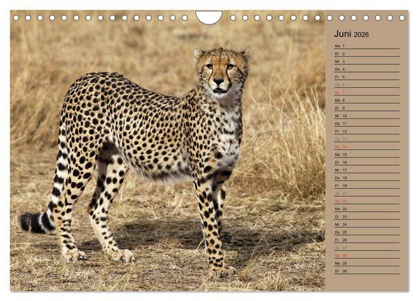 Produktbild: Geparden - Ein Leben in Afrika (Wandkalender 2026 DIN A4 quer), CALVENDO Monatskalender