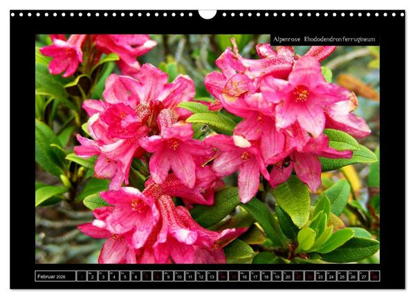 Produktbild: Alpine Flora in der Hom&ouml;opathie (Wandkalender 2026 DIN A3 quer), CALVENDO Monatskalender