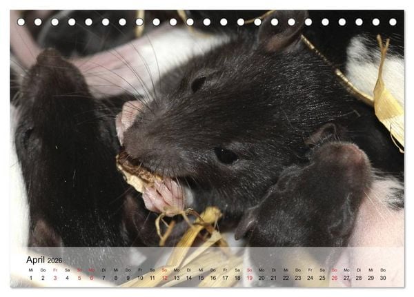 Produktbild: Ratten - Gelehrige Haustiere (Tischkalender 2026 DIN A5 quer), CALVENDO Monatskalender