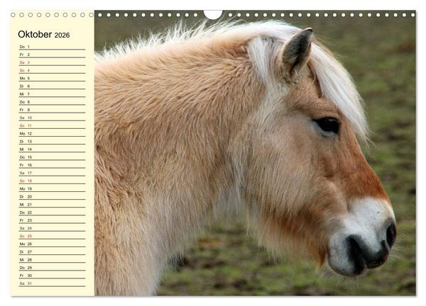 Produktbild: Ponys. Herzensbrecher mit Grips (Wandkalender 2026 DIN A3 quer), CALVENDO Monatskalender