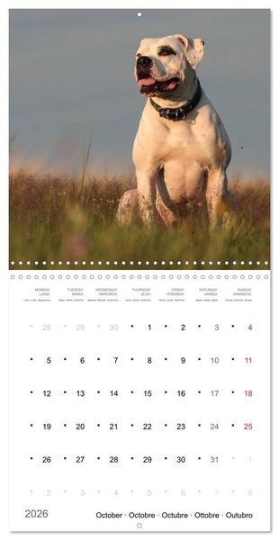 Produktbild: American Bulldog (Wall Calendar 2026 12 &times; 12 Inch) CALVENDO 12 Month Wall Calendar