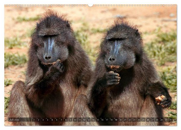 Produktbild: Namibia - Die Tierwelt (Wandkalender 2026 DIN A2 quer), CALVENDO Monatskalender