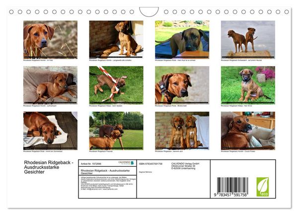 Produktbild: Rhodesian Ridgeback - Ausdrucksstarke Gesichter (Wandkalender 2026 DIN A4 quer), CALVENDO Monatskalender