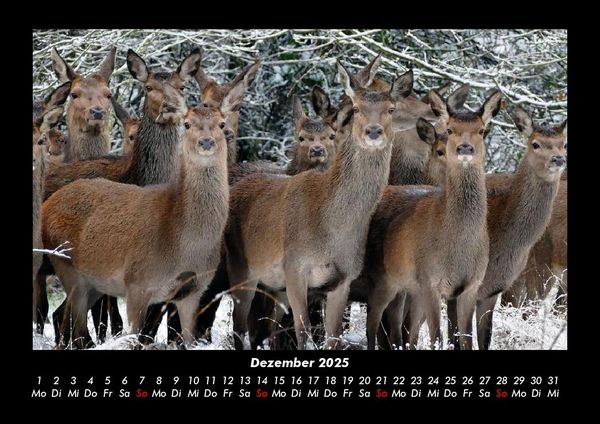 Produktbild: Welt der Tiere 2025 Fotokalender DIN A3