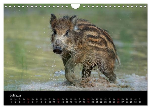 Produktbild: Kleine Schweinereien (Wandkalender 2026 DIN A4 quer), CALVENDO Monatskalender