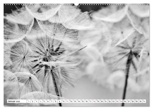 Produktbild: Pusteblumenzauber in schwarzwei&szlig; (Wandkalender 2026 DIN A2 quer), CALVENDO Monatskalender