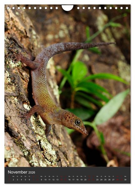 Produktbild: GECKOS (Wandkalender 2026 DIN A4 hoch), CALVENDO Monatskalender