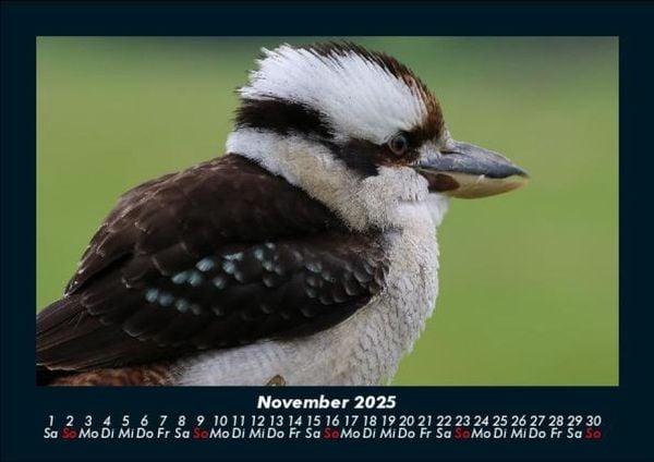 Produktbild: Vögel 2025 Fotokalender DIN A5