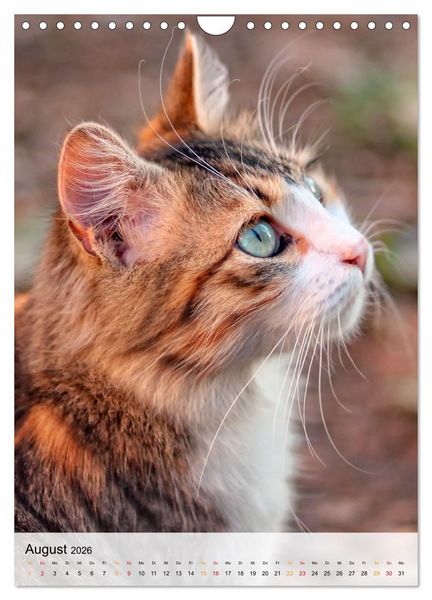 Produktbild: Katzen - s&uuml;&szlig; und kuschelig (Wandkalender 2026 DIN A4 hoch), CALVENDO Monatskalender