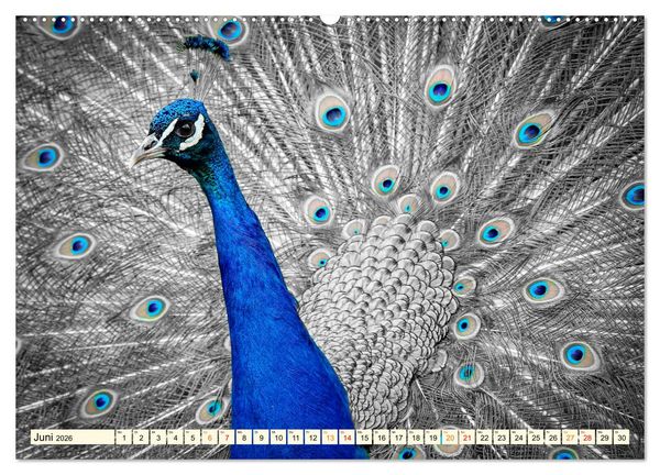 Produktbild: Sch&ouml;ner Pfau (hochwertiger Premium Wandkalender 2026 DIN A2 quer), Kunstdruck in Hochglanz