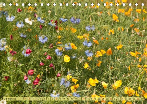 Produktbild: Bauerngarten - bunte Vielfalt (Tischkalender 2022 DIN A5 quer)