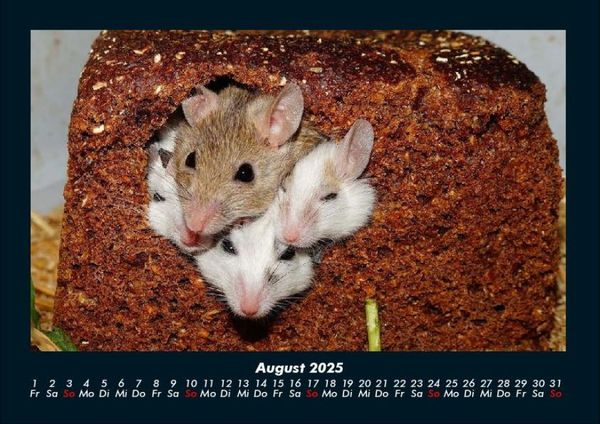 Produktbild: Welt der Tiere 2025 Fotokalender DIN A4