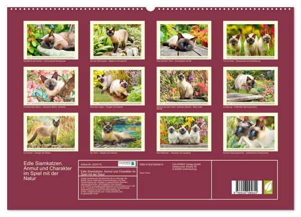 Produktbild: Edle Siamkatzen. Anmut und Charakter im Spiel mit der Natur (hochwertiger Premium Wandkalender 2026 DIN A2 quer), Kunstdruck in Hochglanz