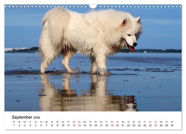 Produktbild: Ein Samojede am Meer (Wandkalender 2026 DIN A3 quer), CALVENDO Monatskalender